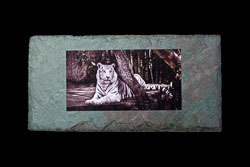 Images on Slate Images on Slate