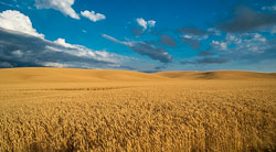 Palouse Palouse