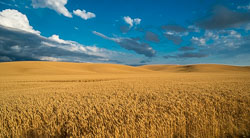 Palouse